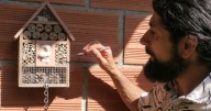 17 familias en Caldas alzan vuelo con las abejas: la naturaleza encontró aliados silenciosos