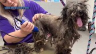 Rescued dogs from Pocahontas County continue to improve at Animal Rescue League of Iowa