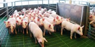 China: un mercado dispuesto a otorgar valor a lo que hoy, en Argentina, se descarta