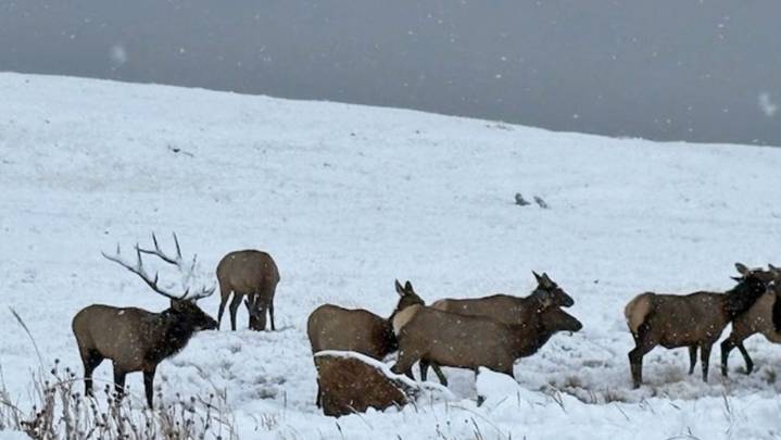 Rocky Mountain National Park reopens Trail Ridge Road after snowstorm