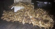 15 cited for illegal crabbing off Thornton Beach near San Francisco over Labor Day weekend