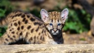 Mató a un cachorro de puma a golpes, filmó la agresión y compartió el video en redes sociales: lo detuvieron