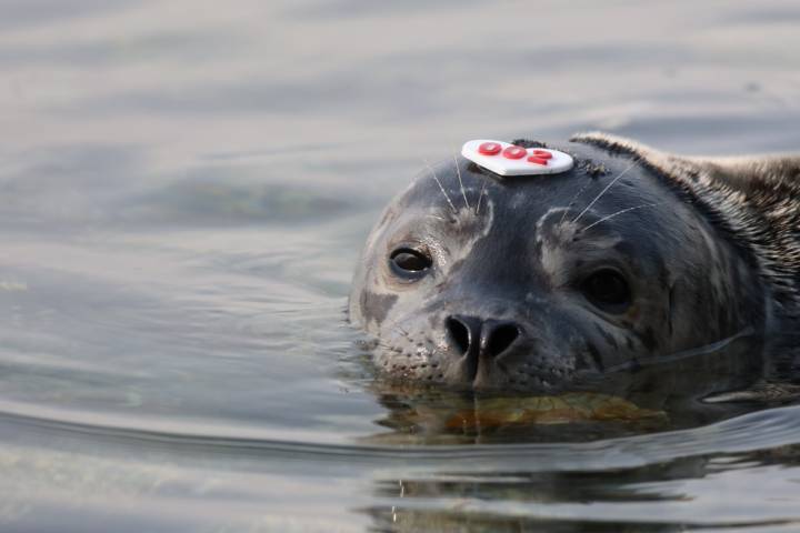 Rescued B.C. harbour seal pups released back to the ocean