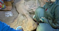 Unearthed: Researchers discover mammoth skeleton in northern Wyoming cave
