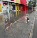 Asesinan a ‘Roco’, perro guardián de carnicería durante violento robo en Palaú