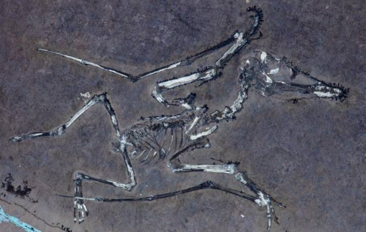 Una autopsia de 150 millones de años revela cómo murieron los pterosaurios