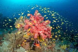 In the Philippines, a New Protected Seascape Safeguards ‘Super Reefs’