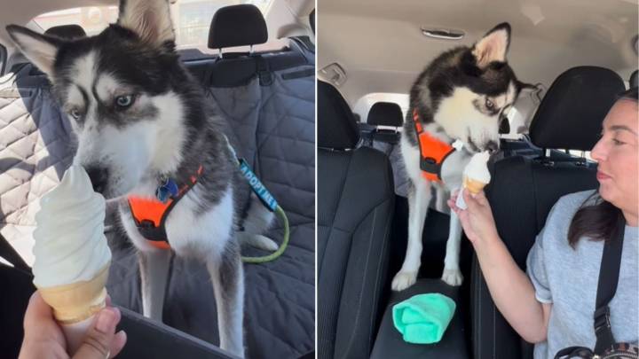 Washington Volunteer Surprises Shelter Husky With His First Ice Cream And His Response Melts Hearts