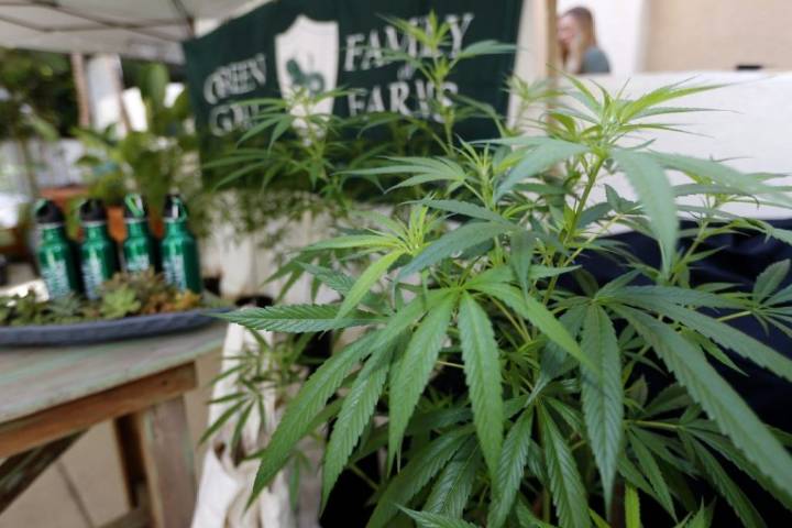 Newsom puts 25% cannabis tax hike on pause
