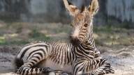 Disney World welcomes birth of zebra foals at Animal Kingdom