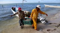 Conapesca extiende la veda de camarón en Campeche, Tabasco y Quintana Roo