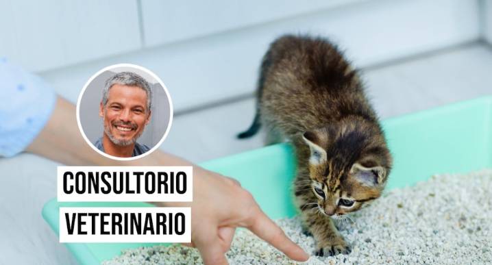 ¿Por qué mi gato orina fuera del arenero? Habla el veterinario Pancho Cavero