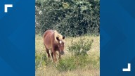 Driver cited after hitting horse in Currituck County, deputies say