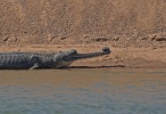 Centre accepts Rajasthan’s proposal to alter gharial sanctuary boundary