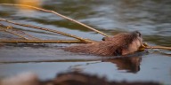 Beavers helping restore native habitat in Portland metro area