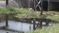 Incident under investigation in Westwego after man claims to have been bitten by alligator