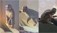Encuentran chimpancé en casa allanada: cae banda narco liderada desde la cárcel
