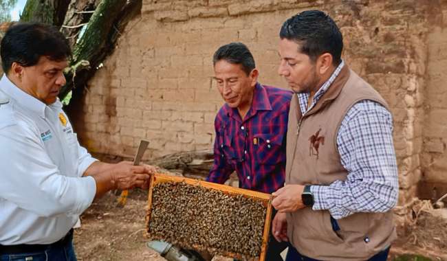 Agricultura refuerza control de abeja africana con cambio anual de abejas reina seleccionadas y mejoradas