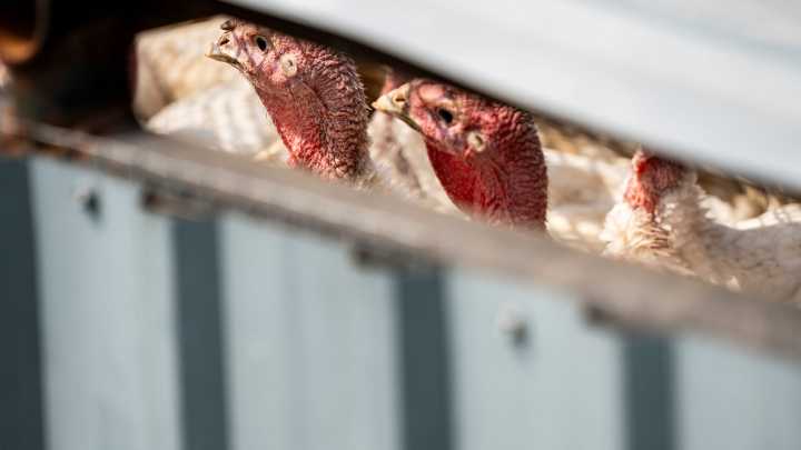 Avian flu hits North Dakota, South Dakota turkeys
