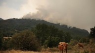 Denuncian que la Junta deja "injustamente excluidos" a varios agricultores y ganaderos de las ayudas por los incendios