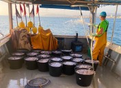 Las medusas hicieron su agosto en Gandia