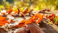 Understanding the difference between astronomical and meteorological fall