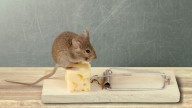 Do mice like cheese? Pest experts debunk 3 common myths about having a mouse in your home