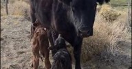 ¡Imperdible y tierno a la vez!: La historia de «Viejita», la vaca que a los 11 años tuvo mellizos y buscan al padre en los campos vecinos