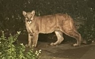 Pumas spotted making themselves at home in Ojai