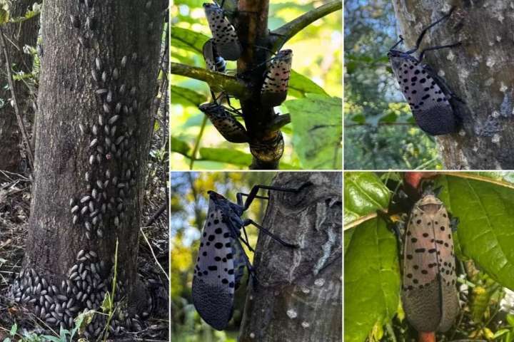 Hard To Kill 'Destructive' Asian Pest Now Invading New York Homes