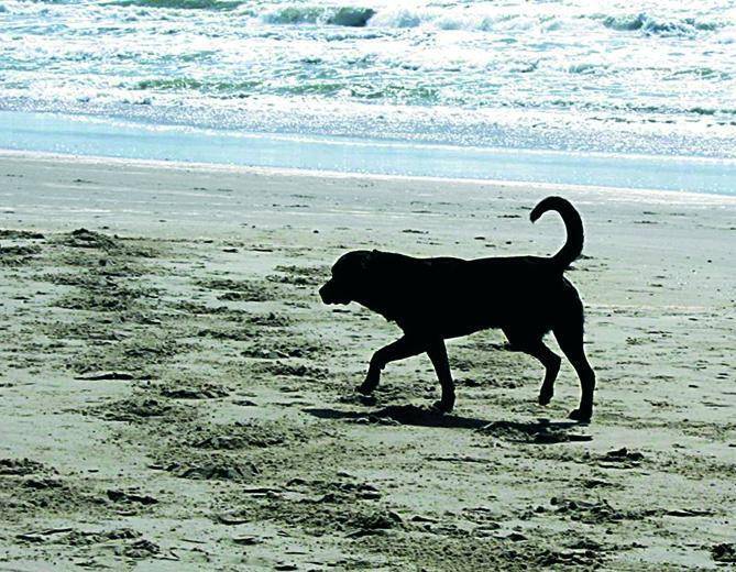 Absuelta una aseguradora de pagar 13.634 euros por las lesiones causadas por una 'perra tutelada'