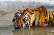 Tiger Fatally Attacks Oklahoma Trainer in Front of Family...