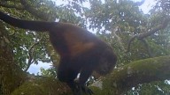 Cámaras trampa en copas de árboles revelan presencia de mamíferos en una reserva amenazada de México