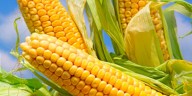 Beneficios del maíz para la salud: por qué deberías incluirlo en tu dieta