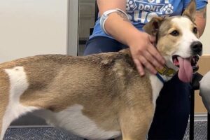 This terrier mix is our Pet of the Week