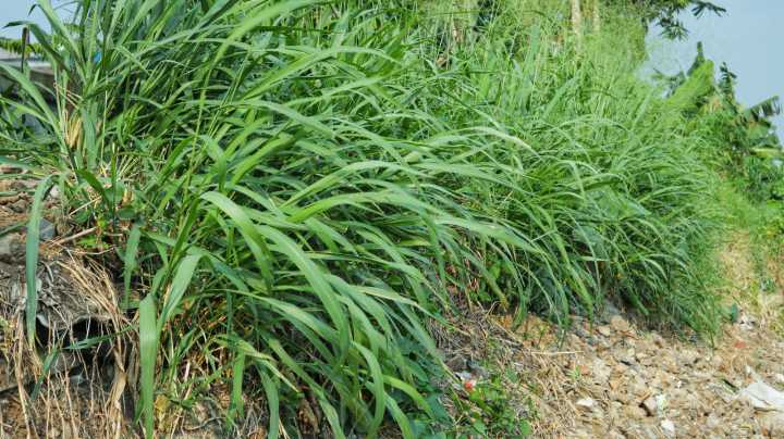 The Mosquito-Repelling Grass Variety That Can Also Help Repel Pesky Wasps