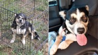 Texas Owner Gives Up On Dog Who Repeatedly Escaped Through Broken Fence