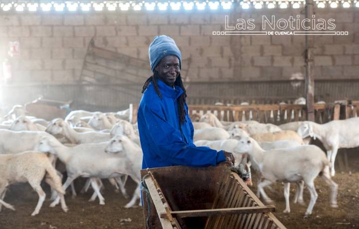 De Senegal a Cuenca para cuidar a más de 600 ovejas