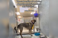 Tears As Kennel Camera Captures Reality of Overlooked Shelter Dog