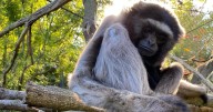 Mesker Park Zoo shares passing of beloved grey gibbon