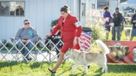 Planning to go to the Monroe dog show? Here’s what to expect