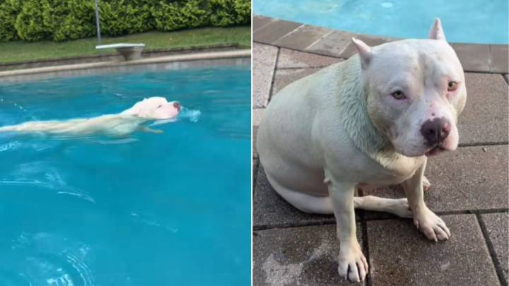 New Jersey Pup’s Summer Fun Takes A Strange Turn When Her Fur Turns Green