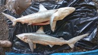Pesca ilegal: incautan rayas y tiburones en Isla Gorgona