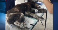 Osa llegó con anemia, dermatitis y una bacteria a La Pastora en Nuevo León; Profepa acudió a investigar