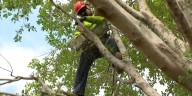 Cleanup crews removing downed trees, debris in Tempe after monsoon storms