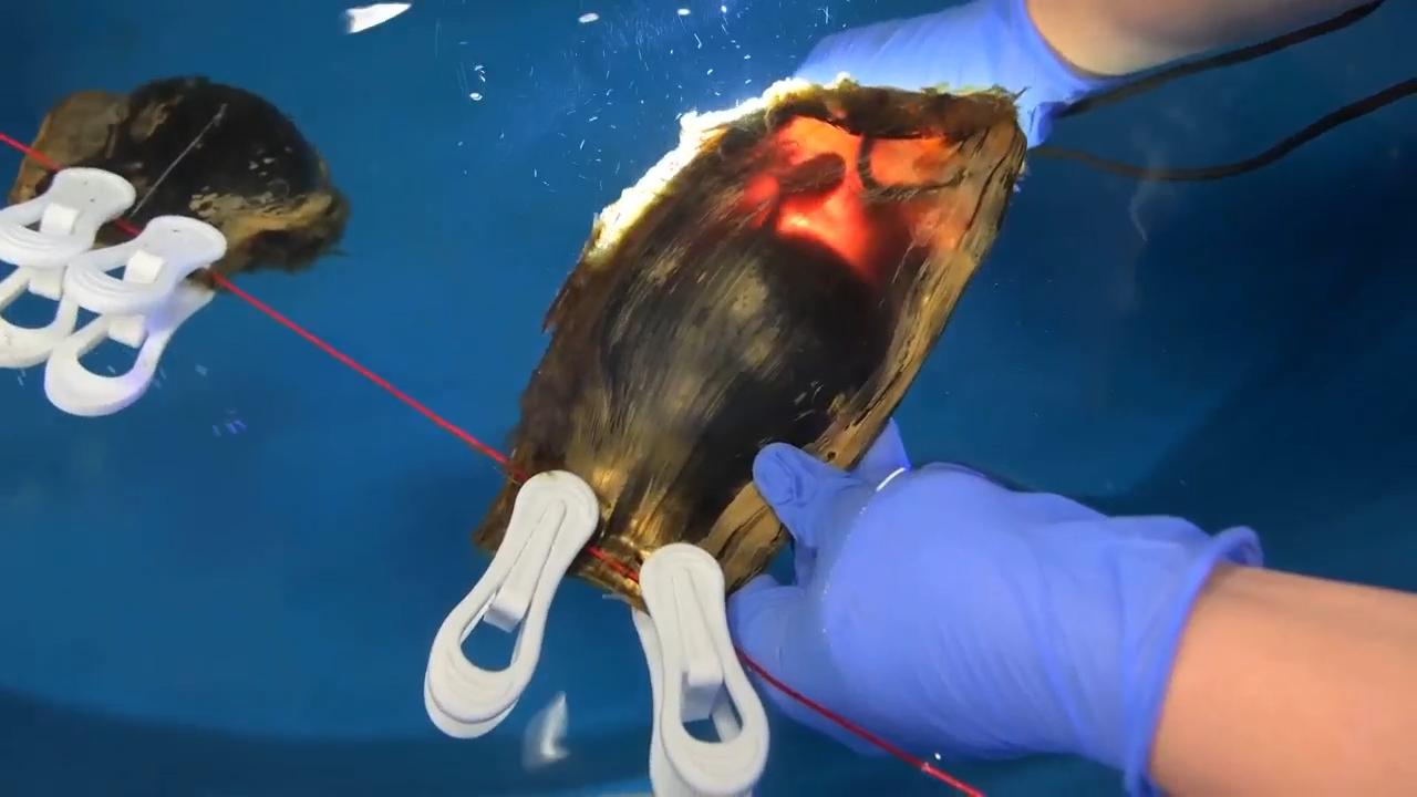 See the zebra shark eggs from Washington state zoo headed for the wild to help the population