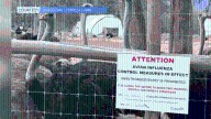 Two Arrested In BC Protecting Ostriches From Cull