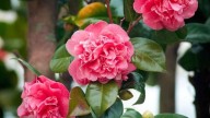 La planta símbolo de Chanel que florece en primavera y es muy fácil de mantener