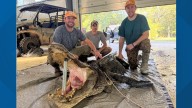 Arkansas hunters check 162 alligators in first weekend of hunting season