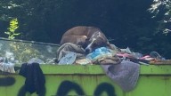 North Carolina Rescue Shocked To Find Dog Thrown In Dumpster Following Minor Indoor Incident